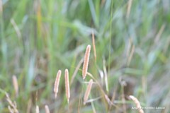 Alopecurus geniculatus