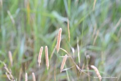 Alopecurus geniculatus