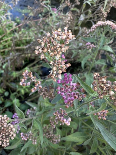 iNaturalist observation photo of marsh fleabane