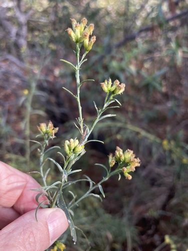 iNaturalist observation photo of western goldenrod