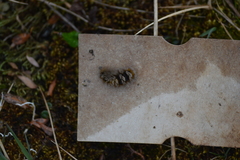 Gynaephora groenlandica