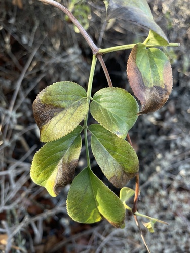 iNaturalist observation photo of Blue Elderberry