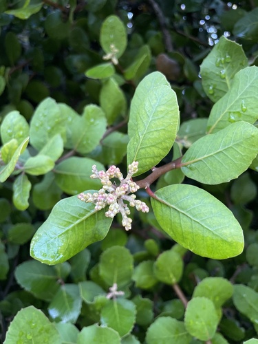 iNaturalist observation photo of lemonade berry