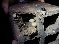 Latrodectus tredecimguttatus