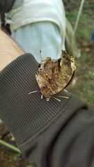 Consul fabius cecrops