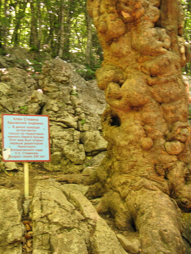 Balkan Maple (Acer hyrcanum)