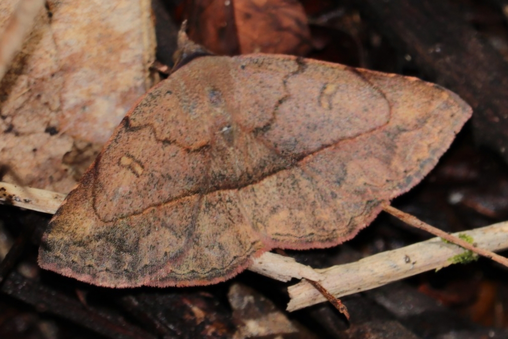 Maxera zygia