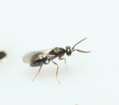 Epiclerus panyas