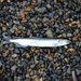 Pacific Capelin - Photo (c) Cole Tiemann, some rights reserved (CC BY-NC), uploaded by Cole Tiemann