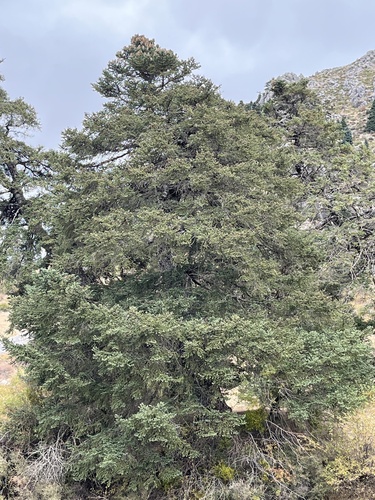 Avistamiento Pinsapo