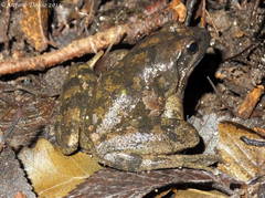 Rana italica