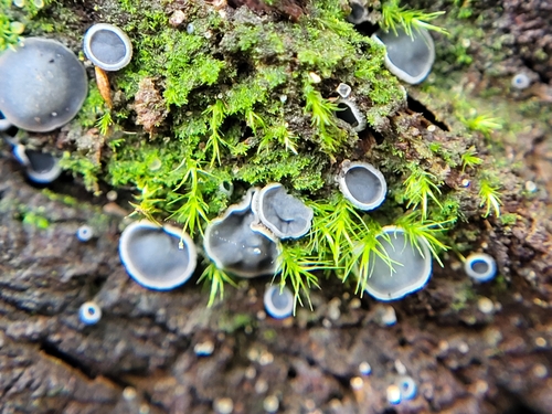 common grey disco