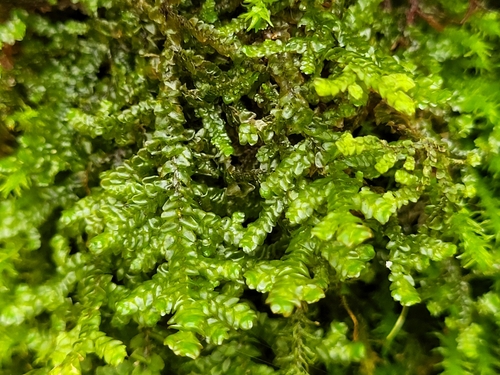 Wall Scalewort