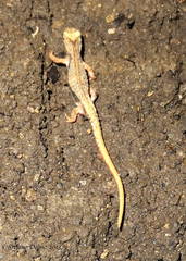 Salamandrina perspicillata