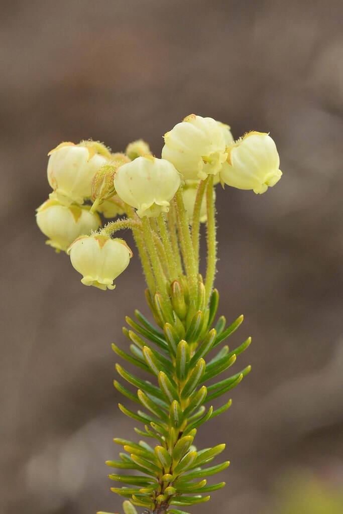 Aleutian heather
