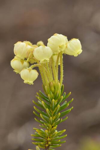 Phyllodoce aleutica
