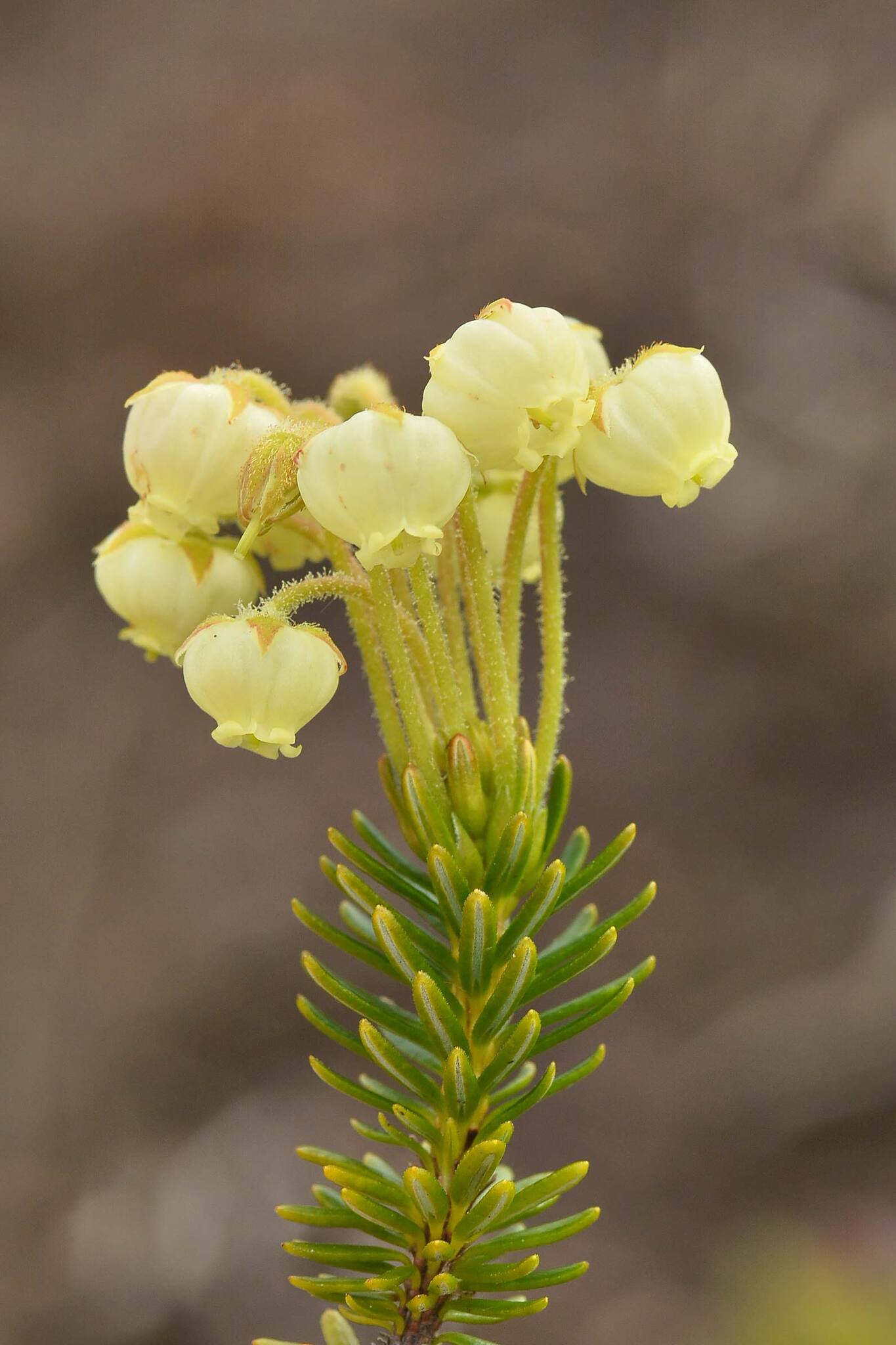 Phyllodoce aleutica
