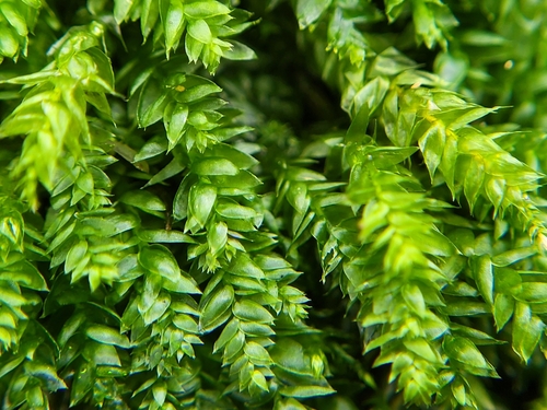 Round Silk-moss