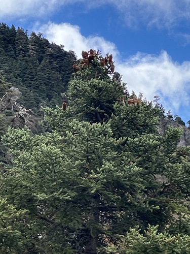 Avistamiento Pinsapo