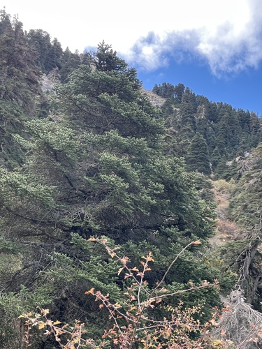 Avistamiento Pinsapo