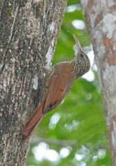 Lepidocolaptes souleyetii