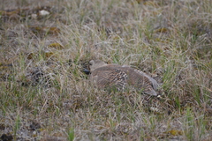 Somateria fischeri