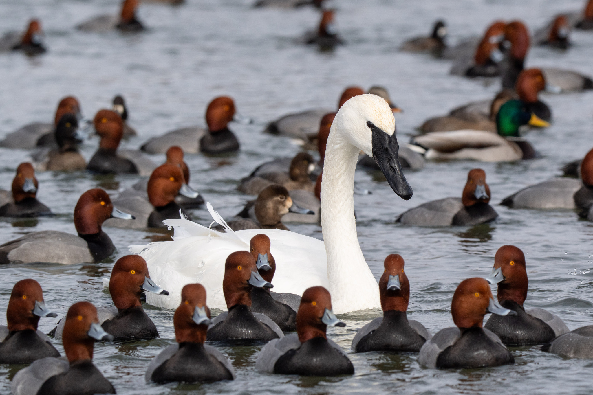Trumpeter Swan (Cygnus buccinator)