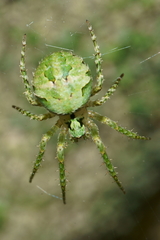 Cryptaranea atrihastula