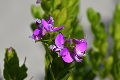 Polygala myrtifolia