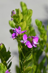 Polygala myrtifolia