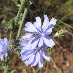 Phthiriinae