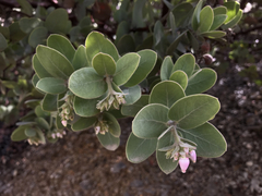 Arctostaphylos glutinosa