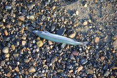 Mallotus catervarius