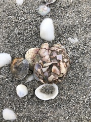 Molgula occidentalis