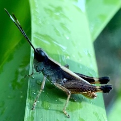 Rectitropis