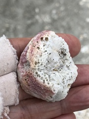 Pseudochama cristella