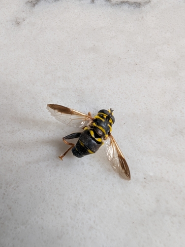 Unknown species found near Harpers Ferry, WV 25425, USA