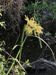 Cyperus exaltatus