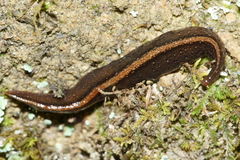 Australopacifica mariae