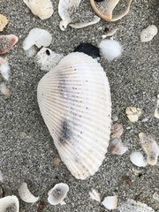 Anadara secticostata