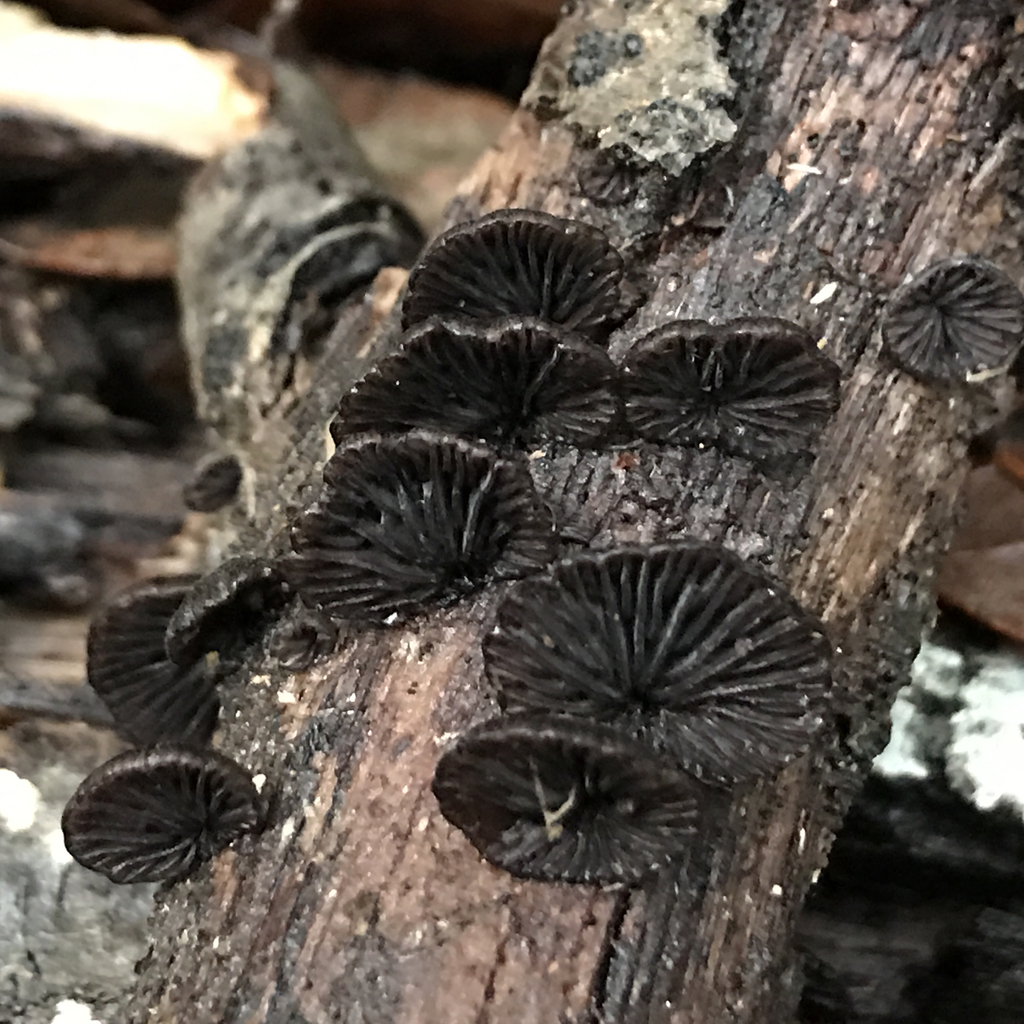 Indigo Oyster