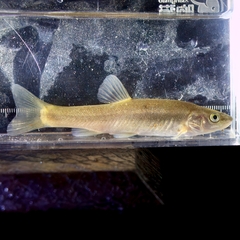 Lagowsky's Minnow photo 4
