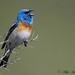 Lazuli Bunting - Photo (c) Mike Hannisian, some rights reserved (CC BY-NC), uploaded by Mike Hannisian