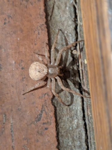 Xysticus gosiutus