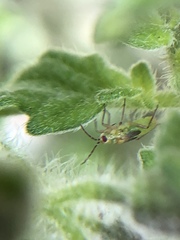 Engytatus modestus