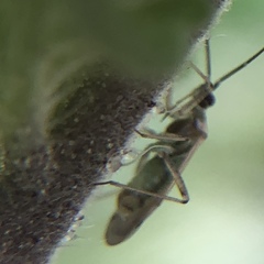 Engytatus modestus