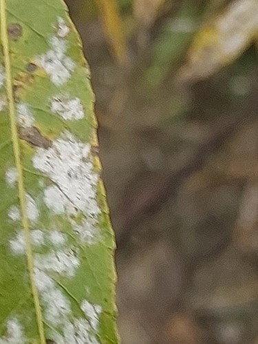 Erysiphe salicis, 2025-10-18