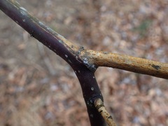 Aurantioporthe corni