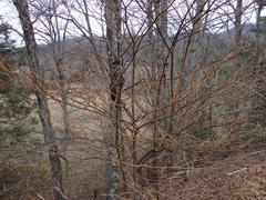 Aurantioporthe corni