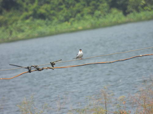 River Tern